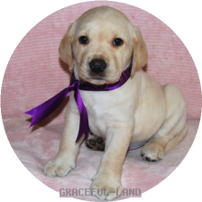 男の子パープル